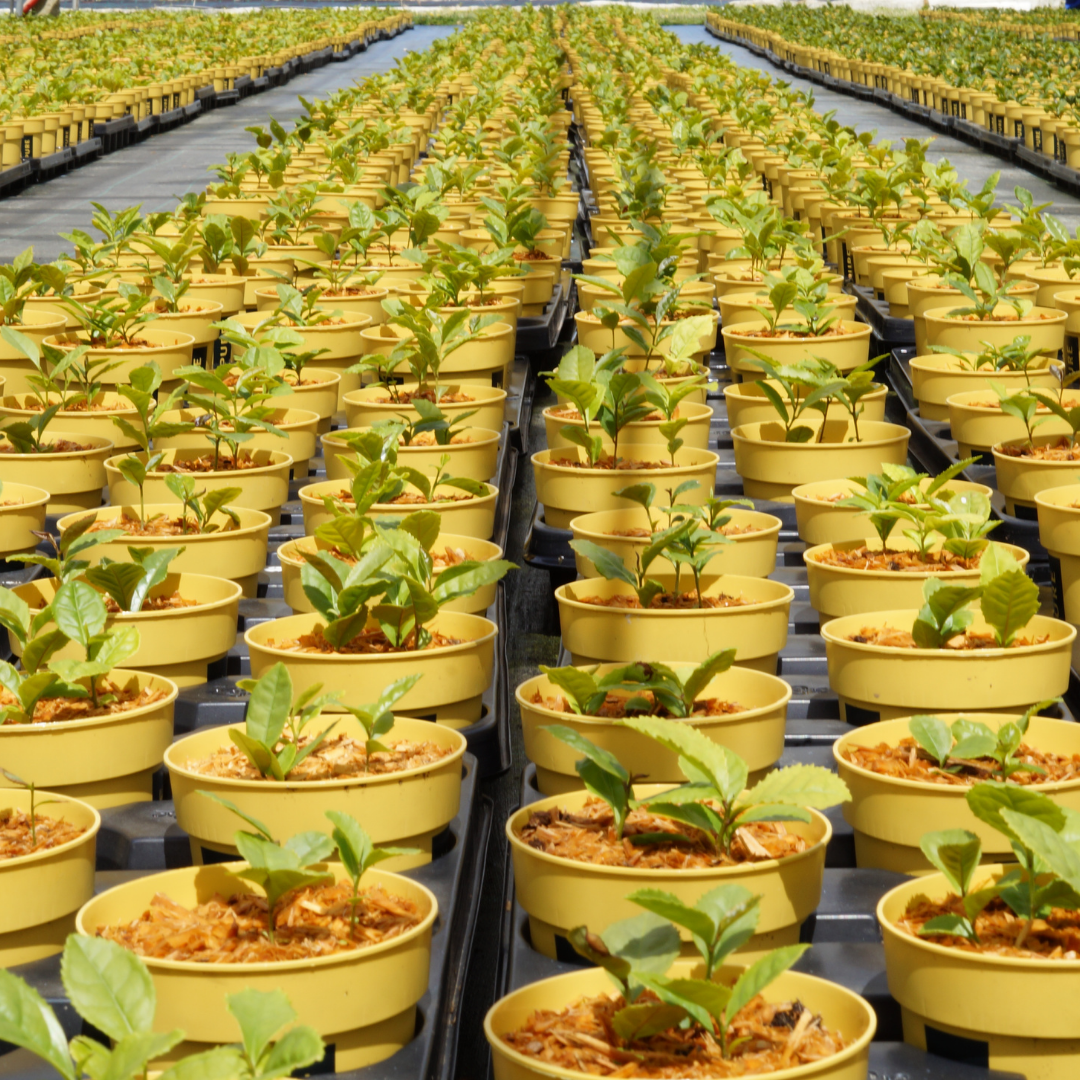 VIVERO. Producciones verdes sostenibles